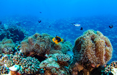 Naklejka na ściany i meble Coral fishes underwater. Underwater coral reef fish
