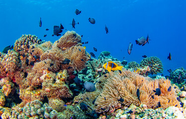Underwater coral reef and fishes