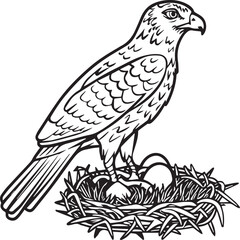 Obraz premium Hawk coloring pages. Hawk bird outline vector for coloring book
