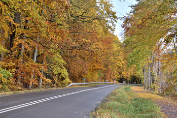 Autumn trees yellow gold and other colors