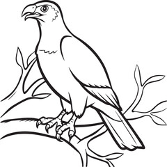 Hawk coloring pages. Hawk bird outline vector for coloring book