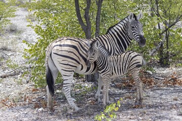 Picture of a zebra mother and foal between bushes and trees in Etosha National Park