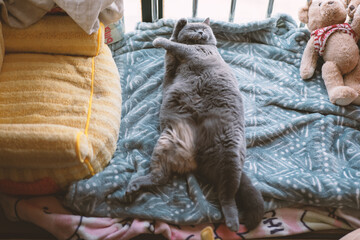 The fat gray British shorthair cat is licking his hair. He pays great attention to hygiene and may...
