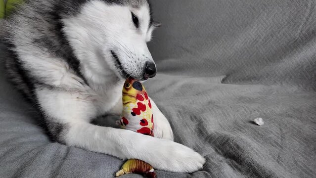 An Alaskan Malamute dog holds a colorful toy in its paws, lying on a gray background. The image radiates calm and affection. Concept: A moment of calm and playfulness between a pet and its favorite