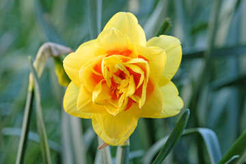 Yellow and orange double Narcissus daffodil, ‘Tahiti’ in flower.