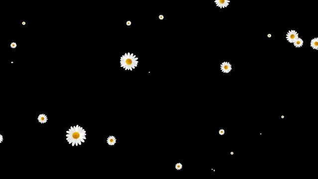 Exploding chamomile flowers animation transition on black background with alpha matte.