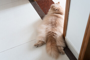 Cute yellow fat British longhair cat, lying lazily on the floor, the sun shines on its furry cat...