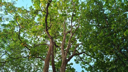 Forest trees. nature green wood sunlight backgrounds. fresh environment in park, green plants providing oxygen in summer park, forest trees with small leaves on sunny day
