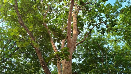 Forest trees. nature green wood sunlight backgrounds. fresh environment in park, green plants providing oxygen in summer park, forest trees with small leaves on sunny day