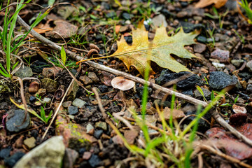 Höstlöv och kastanjer på backen