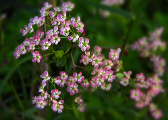Pink and white flowers surrounded by lush green leaves, basking in the sunlight on a sunny day