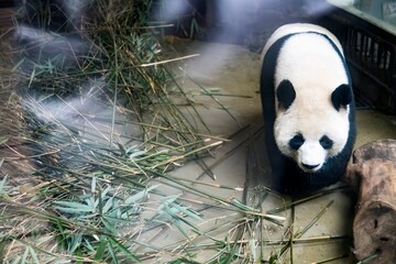 Fat panda seen at the zoo, happily eating bamboo