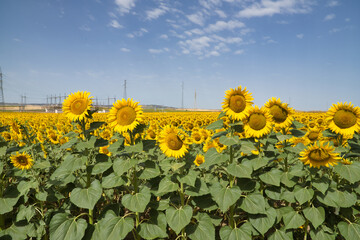 Obraz premium Planting maturing sunflowers on a nice clear day. Concept plants, seeds, oil, plantation, nuts.