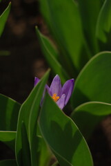 a flower hidden behind a leaf