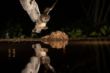 Owl in nocturnal landing captured with water reflection