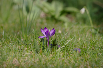 Spring, Saffron, crocus - a genus of plants from the Iridaceae family. It includes about 250 species.