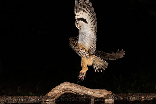 Majestic owl in flight landing on a wooden log at night