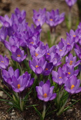 purple crocuses in the garden