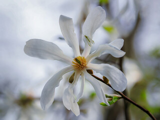 Spring, magnolia flower - Magnolia Magnolia L. - a genus of trees or shrubs, belonging to the magnoliaceae family, Magnoliaceae, Poland close-up photography