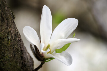 Spring, magnolia flower - Magnolia Magnolia L. - a genus of trees or shrubs, belonging to the...