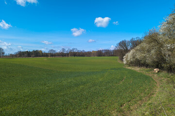 View of the spring landscape