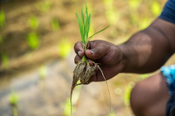 Hand holding young rice plant in Bali field