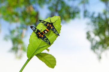 Pair of Glass Wing Butterflies Mating on the Green Tree Leaf
