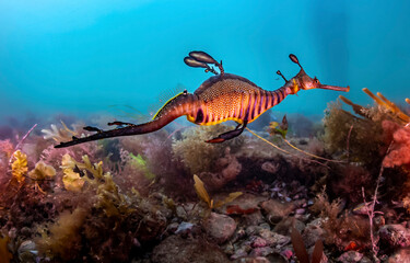 Seahorse underwater. Underwater sea horse