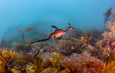 scene with seahorse underwater