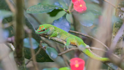 green lizard on a branch with flowers