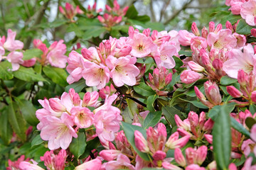 Obraz premium Pink evergreen Rhododendron ‘Percy Wiseman’ in flower.