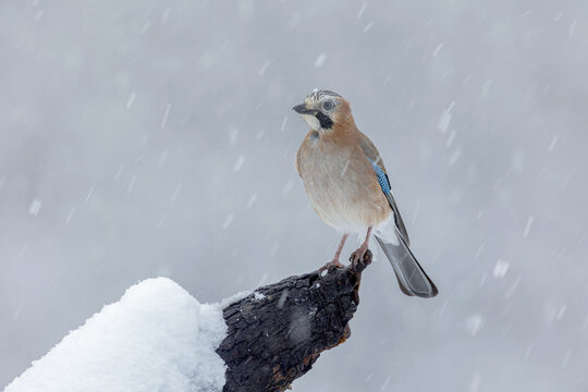 Eurasian Jay Perched on Snowy Branch During Snowfall