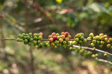 Coffee beans ripening on tree. - 781260802