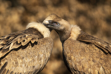 Two Griffon vultures share a tender moment, their heads touching gently, set against a blurred background of warm, earthy tones