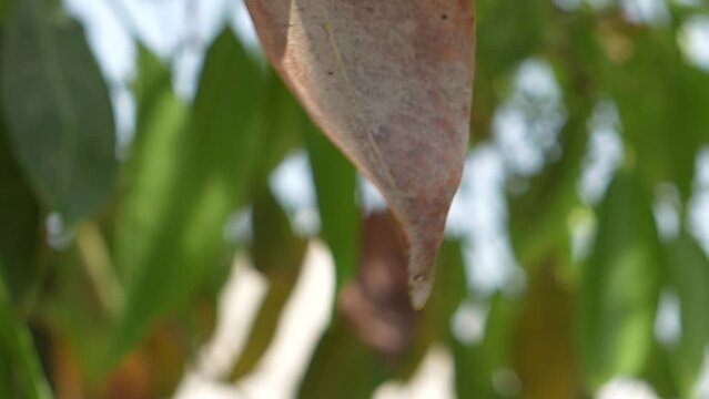 Java Plum autumn leaves fall in super slow motion 240fps, Syzygium cumini, commonly known as Malabar plum, Java plum, black plum, jamun, jaman, jambul, or jambolan, is an evergreen tropical tree 