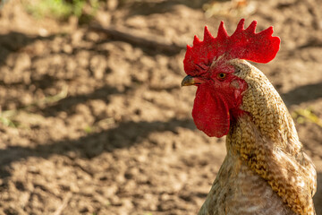 Close-up of a domestic spotted cock, poultry farm
