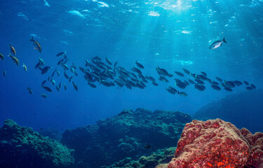 Fototapeta na wymiar Underwater coral fishes. Fish shoal underwater