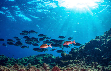 Underwater coral reef with fishes. Coral fishes underwater