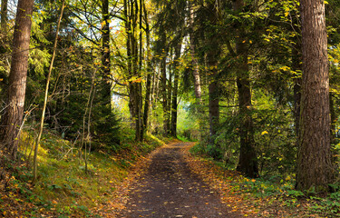 Autumn forest path. path in autumn forest