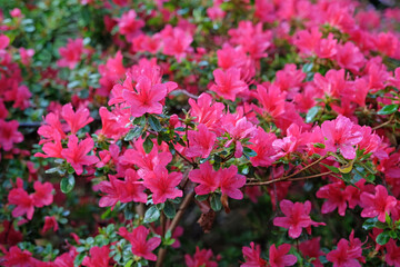 Bright magenta pink Azalea japonica, the Japanese azalea, in flower.