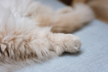 The cute yellow fat British long-haired pet cat likes the owner's bed very much and is sleeping...