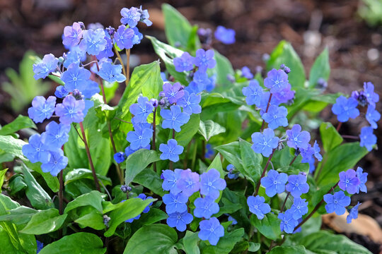 Blue Omphalodes cappadocica, or navelwort, &lsquo;Cherry Ingram&rsquo; in flower.