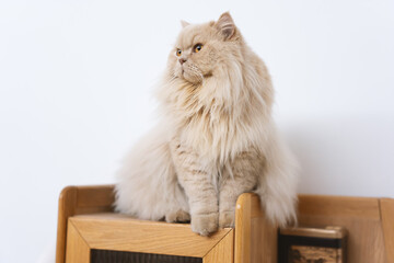 Cute yellow fat British long-haired pet cat. He likes his owner's wooden work desk cabinet and...
