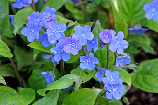 Blue Omphalodes cappadocica, or navelwort, &lsquo;Cherry Ingram&rsquo; in flower.