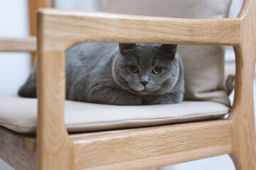 Cute gray fat British shorthair pet cat. He likes his owner's wooden work chair very much. He takes...