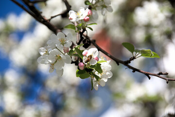 Bee pollinates white cherry flowers in a small park in the city of Munich in spring