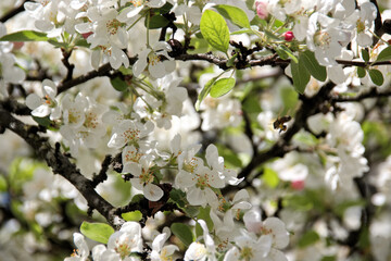 Bee pollinates white cherry flowers in a small park in the city of Munich in spring