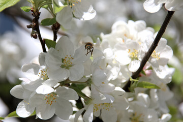 Bee pollinates white cherry flowers in a small park in the city of Munich in spring