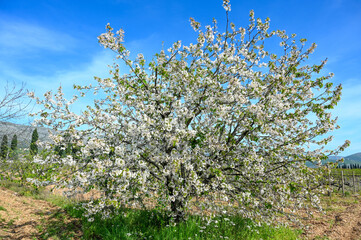 Blooming tree in spring. White flowers of sour cherry. Blooming sour cherry tree in orchard. Prunus cerasus. 