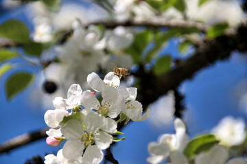 Bee pollinates white cherry flowers in a small park in the city of Munich in spring